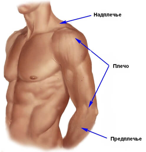 Плечо (часть тела) — Википедия