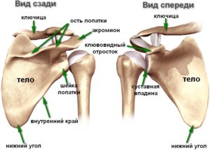 Крыловидные лопатки фото