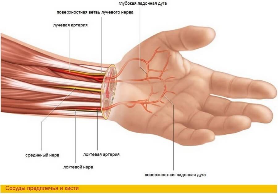 Где находится запястье руки у человека фото. Ладонная запястная ветвь лучевой артерии. Локтевая и лучевая артерия и Вена. Анатомия лучезапястного сустава человека сосуды. Срединный нерв лучезапястного сустава.