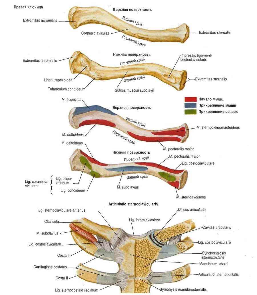 Ключица где расположена у человека фото