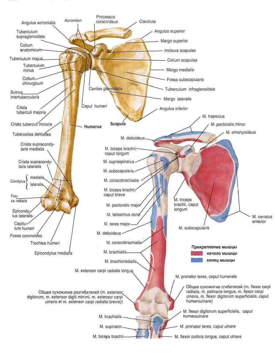 Кости верхней конечности анатомия атлас