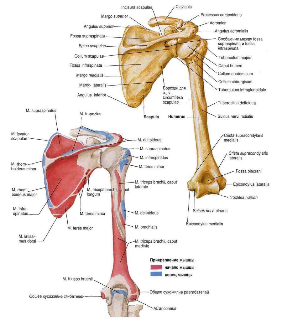 Анатомия лопатки и ключицы мышцы