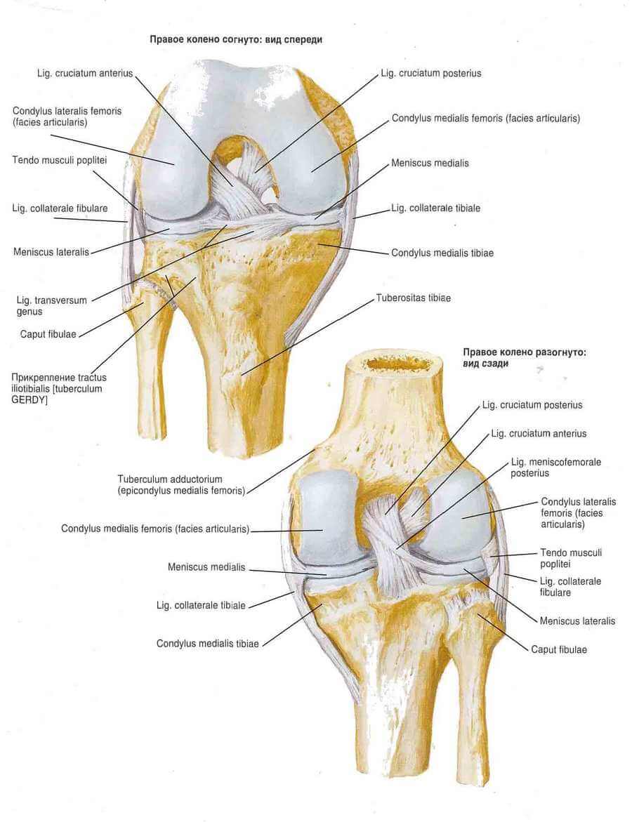 Анатомия коленного сустава и связок человека в картинках
